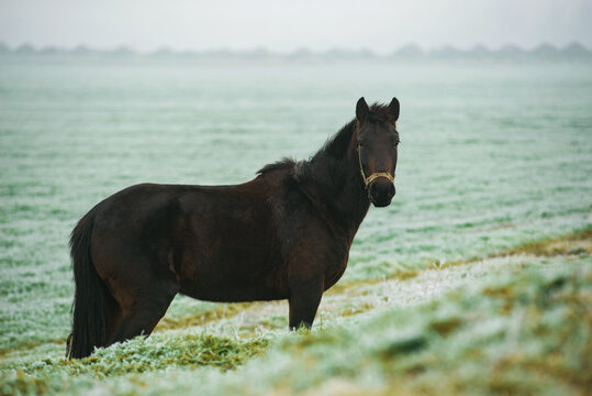 Photo of dark horse on frosty december field eating grass.