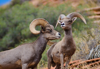 Bighorn sheep, Zion National Park