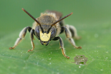The male of the Yellow Loosestrife Bee with it's yellow face