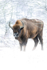 European bison (Bison bonasus), with beautiful white coloured background. Amazing endangered mammal...