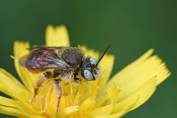 The beautiful blue eyes of a colorful cleptoparasite bee Epeoloides coecutiens
