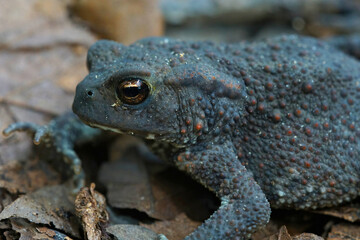 Close up of a female  common toad, Bufo bufo on fallen leafs