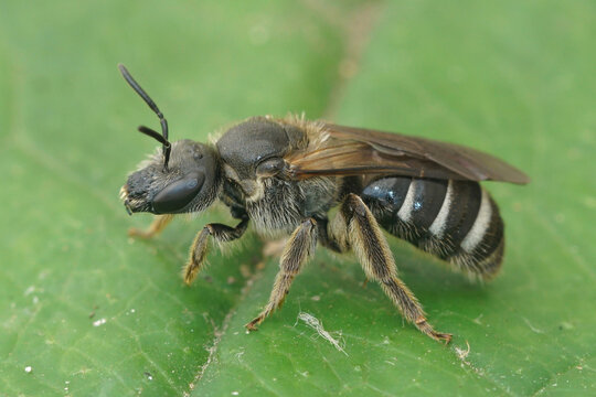 Close up of a female one of the larger, ver dark furrow or sweat bees, Lasioglossum majus . This species is very rare  and occurs in more forested areas . 