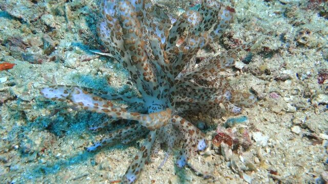 Phyllodesmium longicirrum - Long-Cirri-Fadenschnecke (Syn. Myrrhine longicirra), Molukken, Indonesien