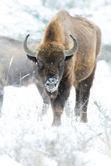 European bison (Bison bonasus), with beautiful white coloured background. Amazing endangered mammal with brown hair in the snow. Wildlife scene from nature, Czech Republic