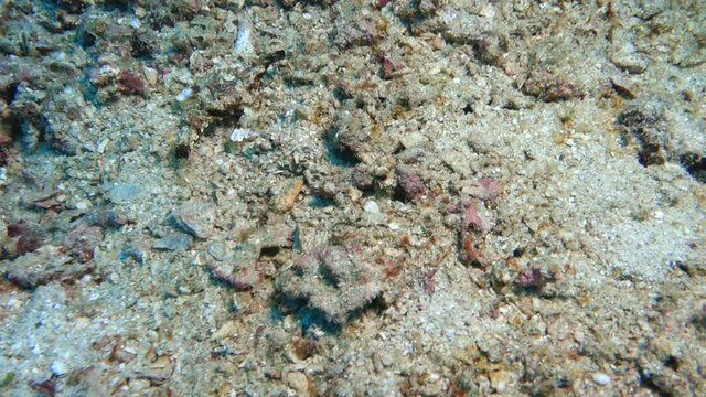 Eurypegasus draconis - Kleines Fl&uuml;gelross oder Zwerg-Fl&uuml;gelrossfisch, Lembeh Street, Sulawesi, Indonesien, Bitung
