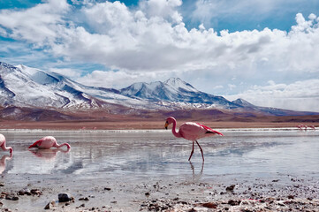 Flamingos in Lagoon in Atacama Desert, Chile. 