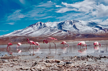 Flamingos in Lagoon in Atacama Desert, Chile. 