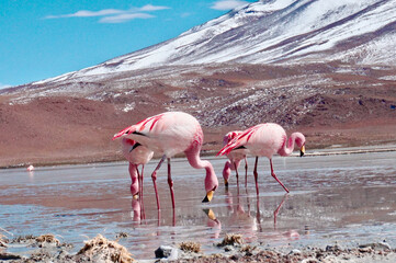 Flamingos in Lagoon in Atacama Desert, Chile. 