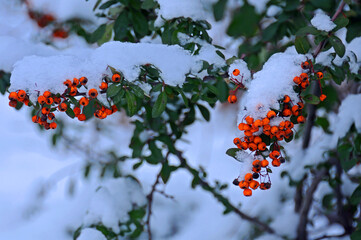 Pyracantha in winter garden