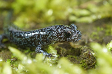 A nice blue dotted juvenile of the Northeast Salamander, Hynobius lichenatus