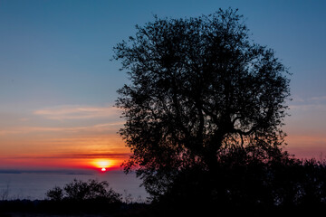 Fototapeta na wymiar Olive tree at sunset