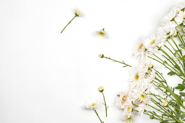 Bright spring flowers on white background. Fresh white flowers. Spring background with flowers