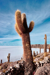 Cactus on Incahuasi Island, Uyuni Salt Flats, Bolivia. 