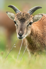 European mouflon (Ovis aries musimon), with beautiful green coloured background. Amazing mammal...