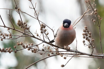 eurasian bull finch on the branch