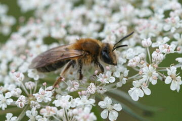 Close up of a mining bee from the Andrena helvola group on the white flower of daucus carota