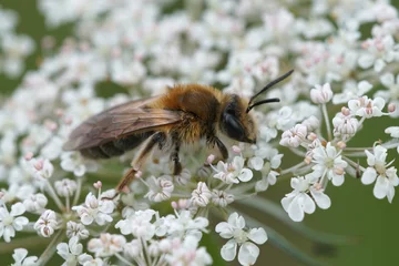 Foto auf Acrylglas Close up of a mining bee from the Andrena helvola group on the white flower of daucus carota © Henk