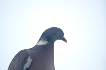 Wood pigeon in a garden, United Kingdom