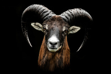 European mouflon (Ovis aries musimon), with beautiful green coloured background. Amazing mammal with brown hair near the forest. Wildlife scene from nature, Czech Republic