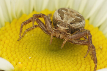 Close up of a threatening crab spider, Xysticus species