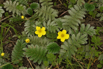 A flowering  common silverweed or silver cinquefoil, Potentilla anserina. - obrazy, fototapety, plakaty