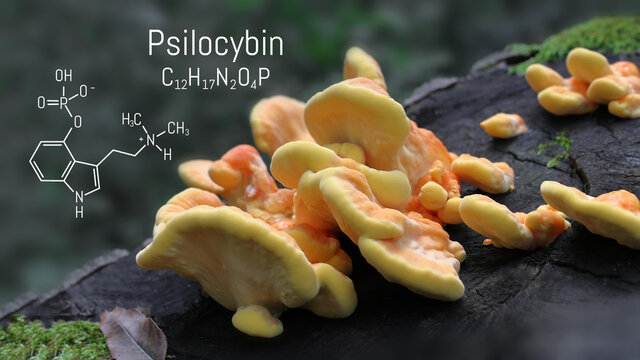 Chemical formula of psilocybin on a blackboard mushroom, close up psilocybin mushroom, psychedelic drug