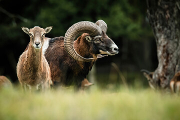 European mouflon (Ovis aries musimon), with beautiful green coloured background. Amazing mammal with brown hair near the forest. Wildlife scene from nature, Czech Republic