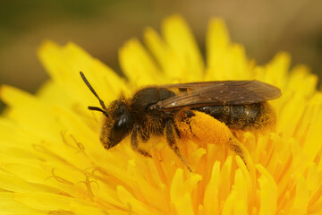 Andrena humilis is a specialist mining bee on dandelions