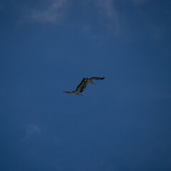 Pelican in full flight against a blue sky