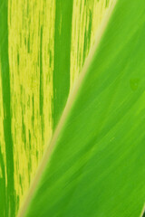 Variegated Canna Leaf