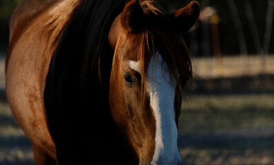 portrait of a horse in the shadows outside