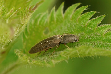 One of the many cliking beetles, Elateridae ,  on green leaf of a nettle 