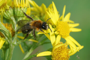 A male of the  Grey-patched mining bee, Andrena nitida on common ragwort