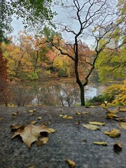 autumn in the park