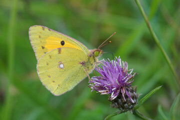 Fototapeta premium A clouded yellow, Colias crocea on a brown or brownray knapweed Centaurea jacea