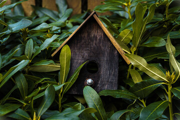 birdhouse in bush