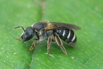 A female of the very dark and large furrow bee, Lasioglossum majus