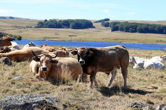 plateau de l'Aubrac, lacs et &eacute;levages de bovins