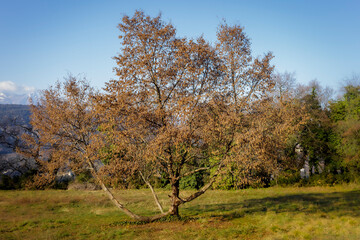 Bare trees in winter.