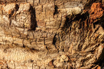 Palm tree bark texture for background
