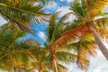 Fototapeta na wymiar Coconut palm trees seen from below in Key Biscayne
