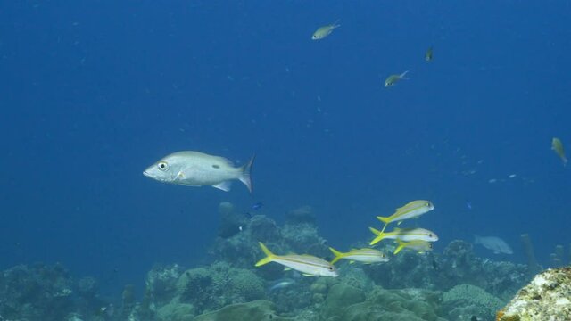 Mutton Snapper and school of Goatfish in turquoise water of coral reef in Caribbean Sea, Curacao