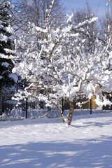 Apple tree in the winter garden after a snowfall. Apple tree covered with snow and illuminated by...
