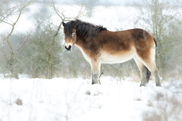 Exmoor pony (Equus ferus caballus), with beautiful white coloured background. Amazing endangered...