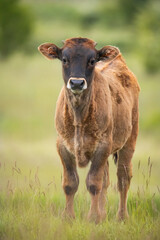 Heck cattle (Bos primigenius f. taurus), cow in a pasture in the early morning with beautiful green...
