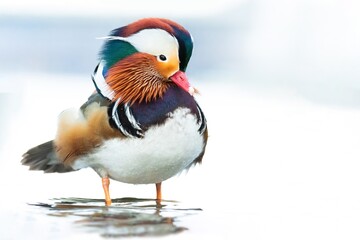 Mandarin duck (Aix galericulata), with the beautiful white coloured water surface. Beautiful duck...