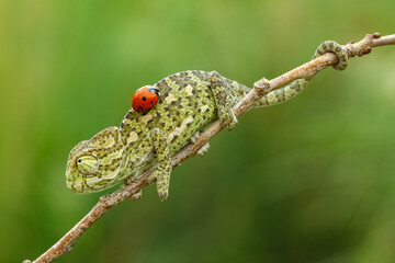 baby chameleon on a green background