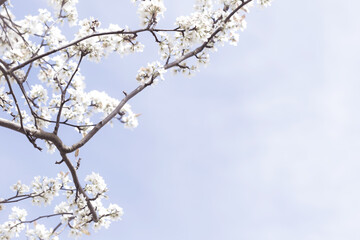 White Cherry Blossoms on Tree Branch with Sky Background