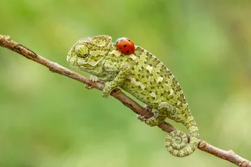 Gordijnen baby chameleon on a green background © mehmetkrc